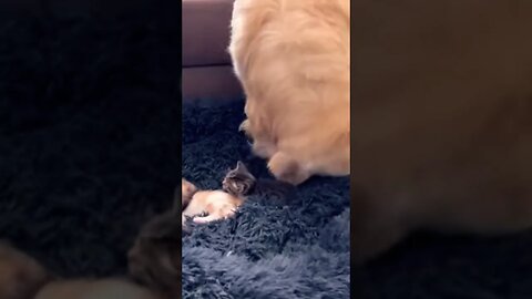 You Won't Believe What He Does To These Kittens