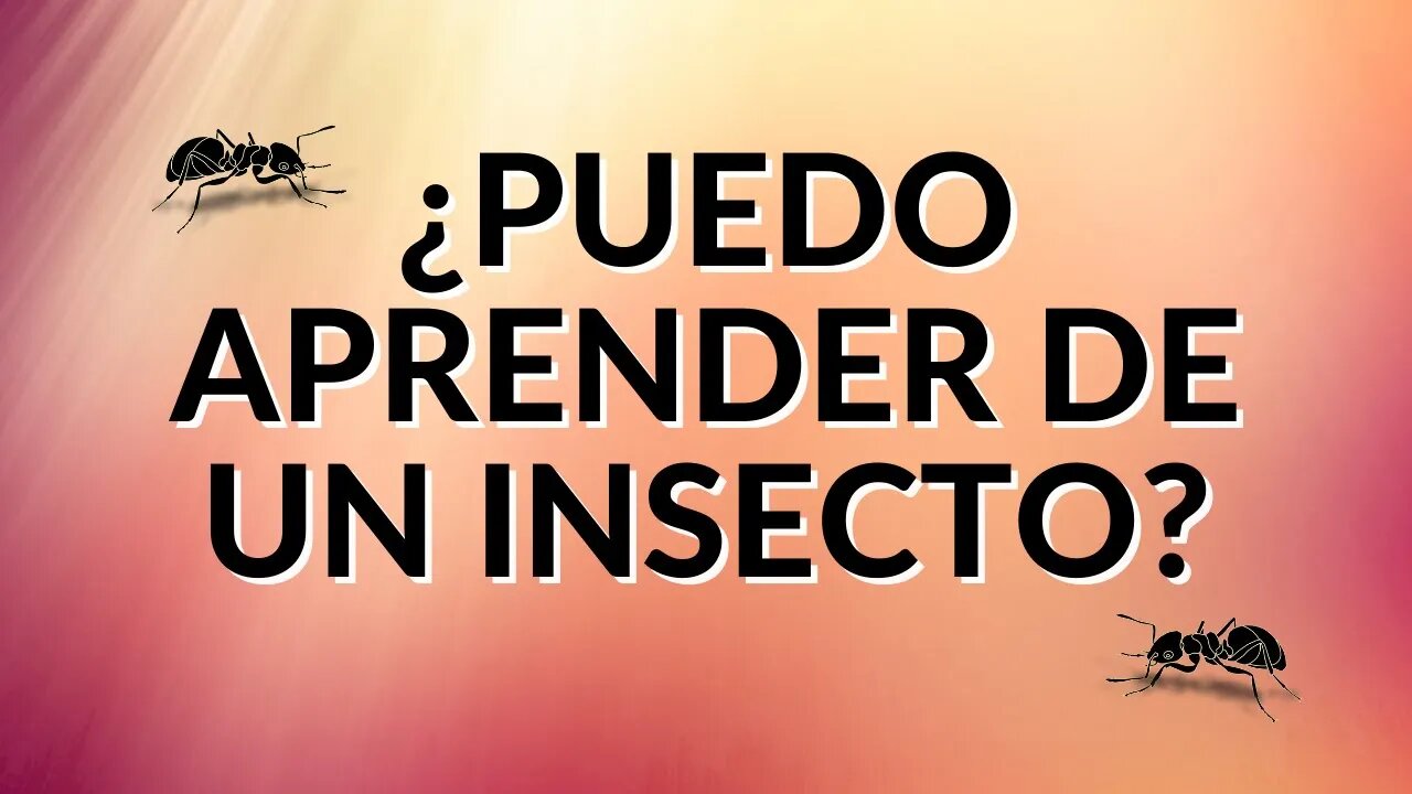 Sabiduría en Cosas Pequeñas - Ep. #77