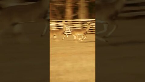 deer at Chickamauga Battlefield