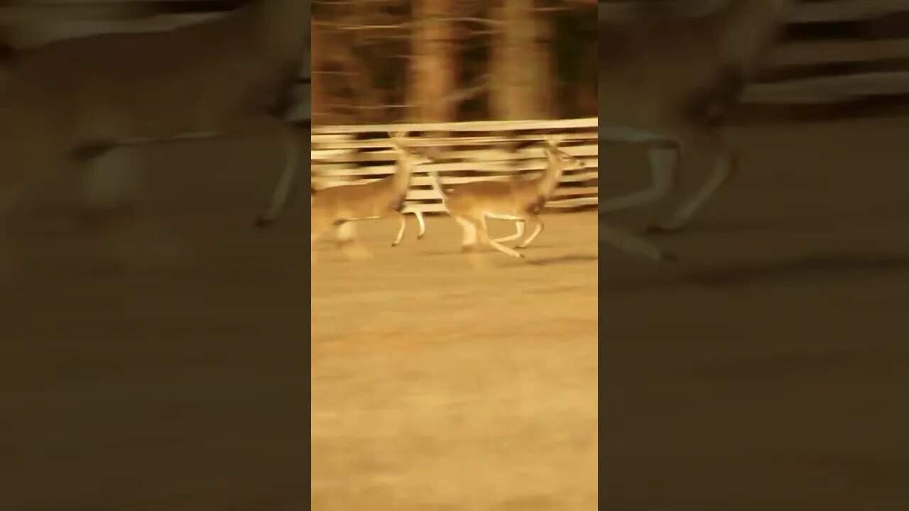 deer at Chickamauga Battlefield