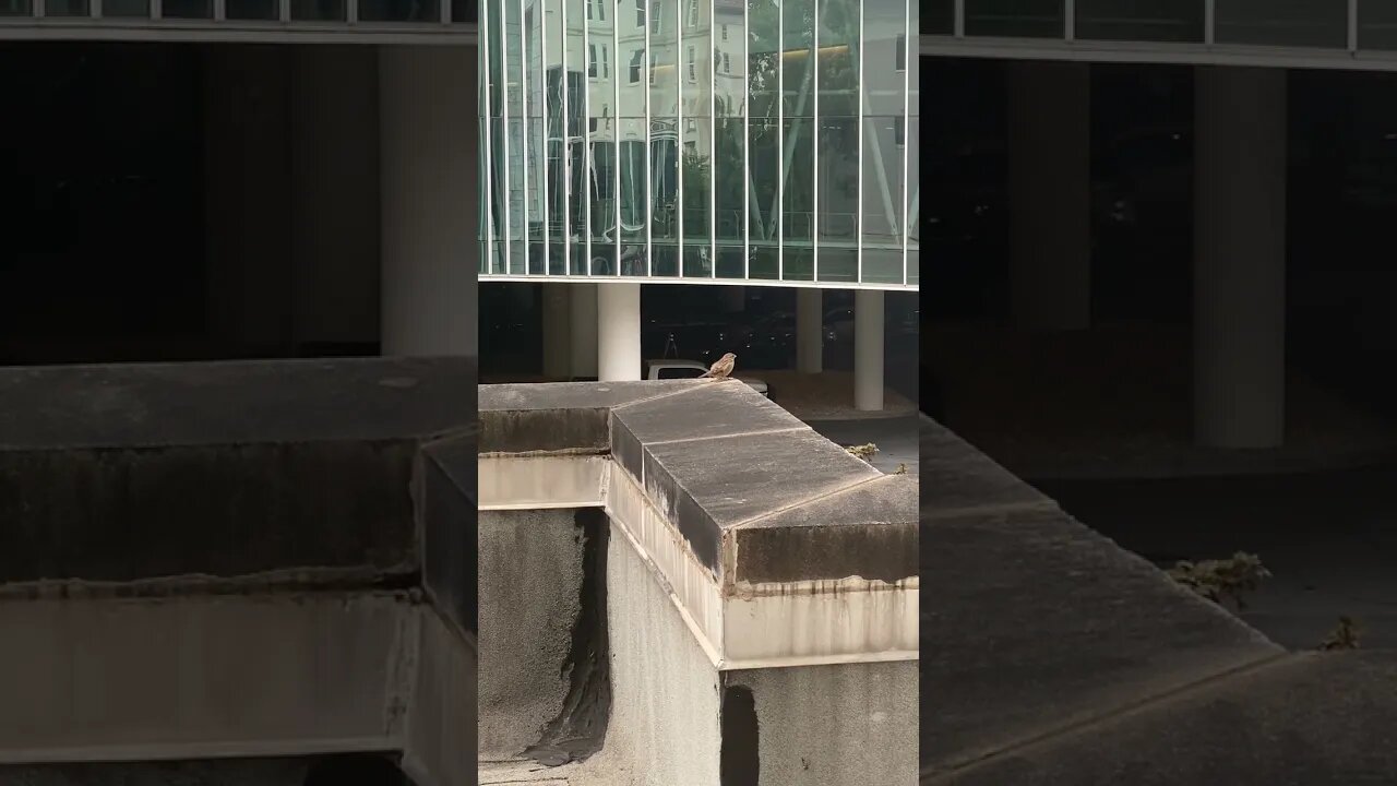 House Sparrow On Ledge