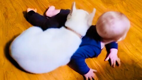 Cute Babies Playing with Funny Dogs - Baby and Pets || Cool Peachy