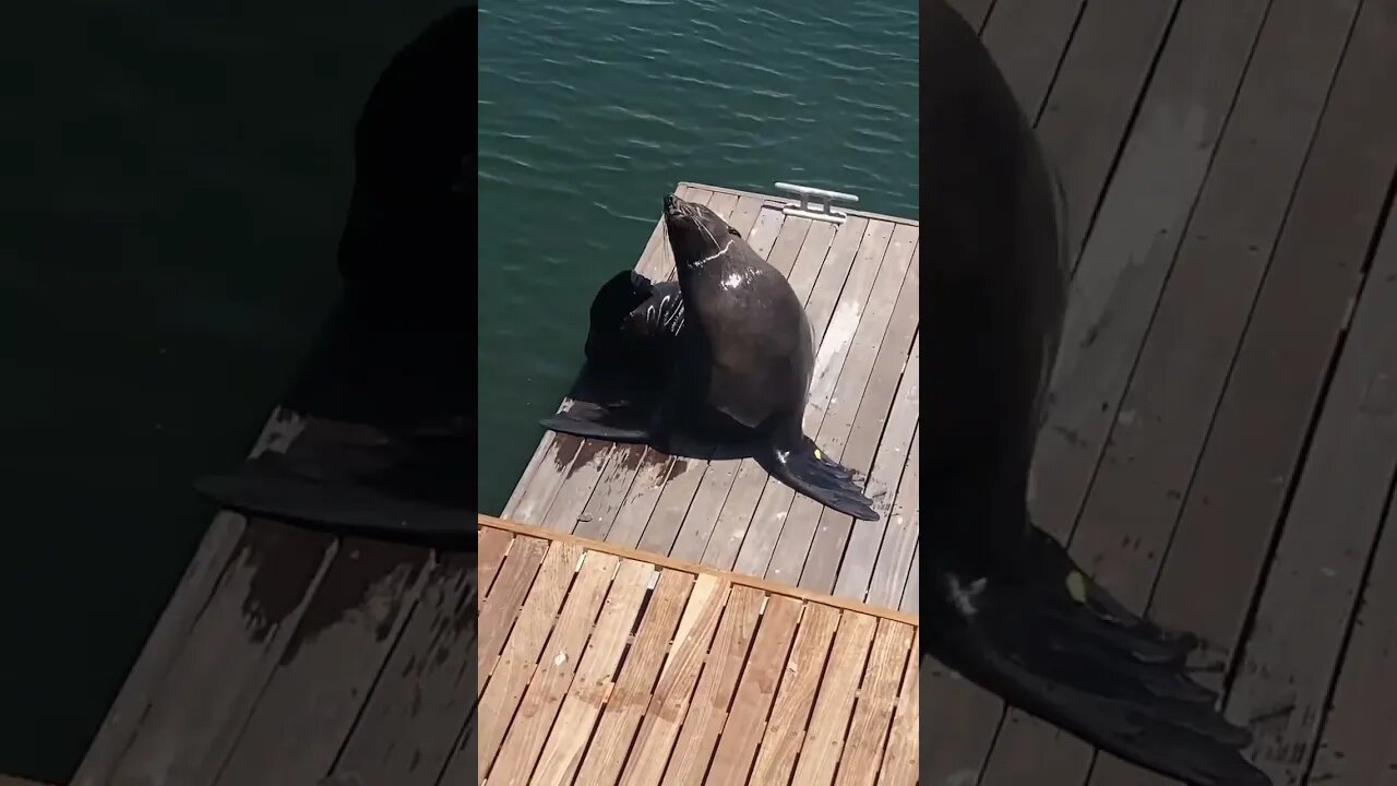 Cape Town Seal Basking In The Sun #Shorts #CapeTown #Waterfront