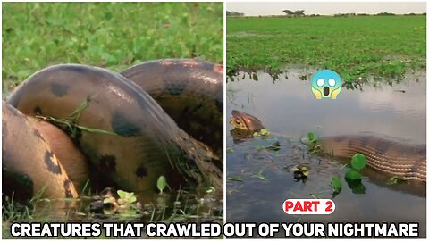 Giant Anaconda: Creatures That Crawled Out Of Your Nightmares 😱| Unknown |