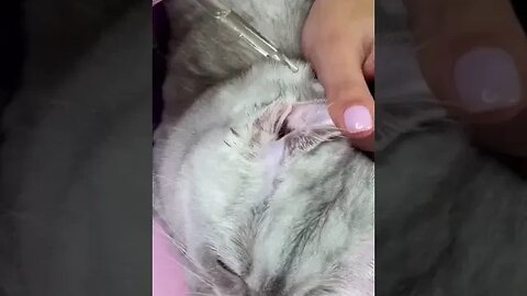 Spa Cat