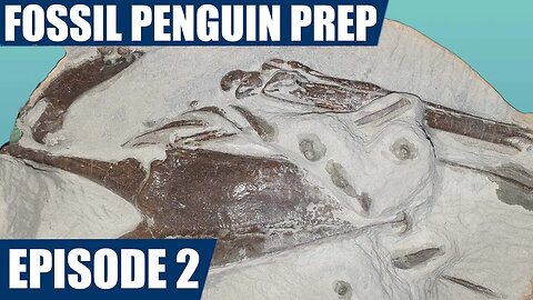 Fossil Penguin Prep: Episode 2 - I found a leg and wing!