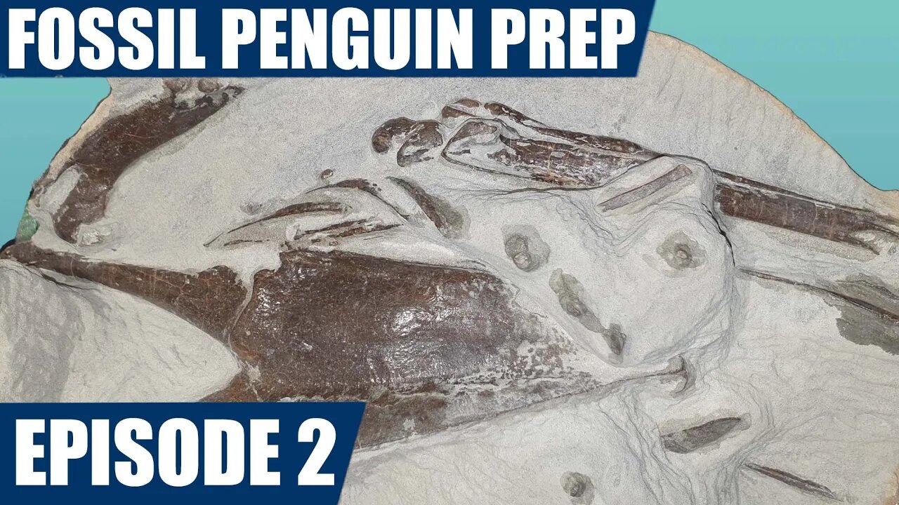 Fossil Penguin Prep: Episode 2 - I found a leg and wing!