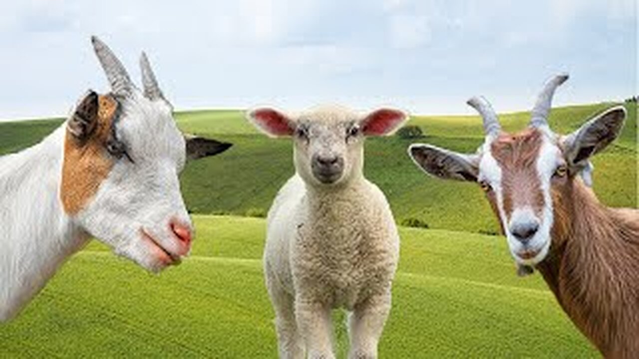 Som de Cabra e Ovelha - Sheep and Goat Sounds Effect - FARM ANIMAL