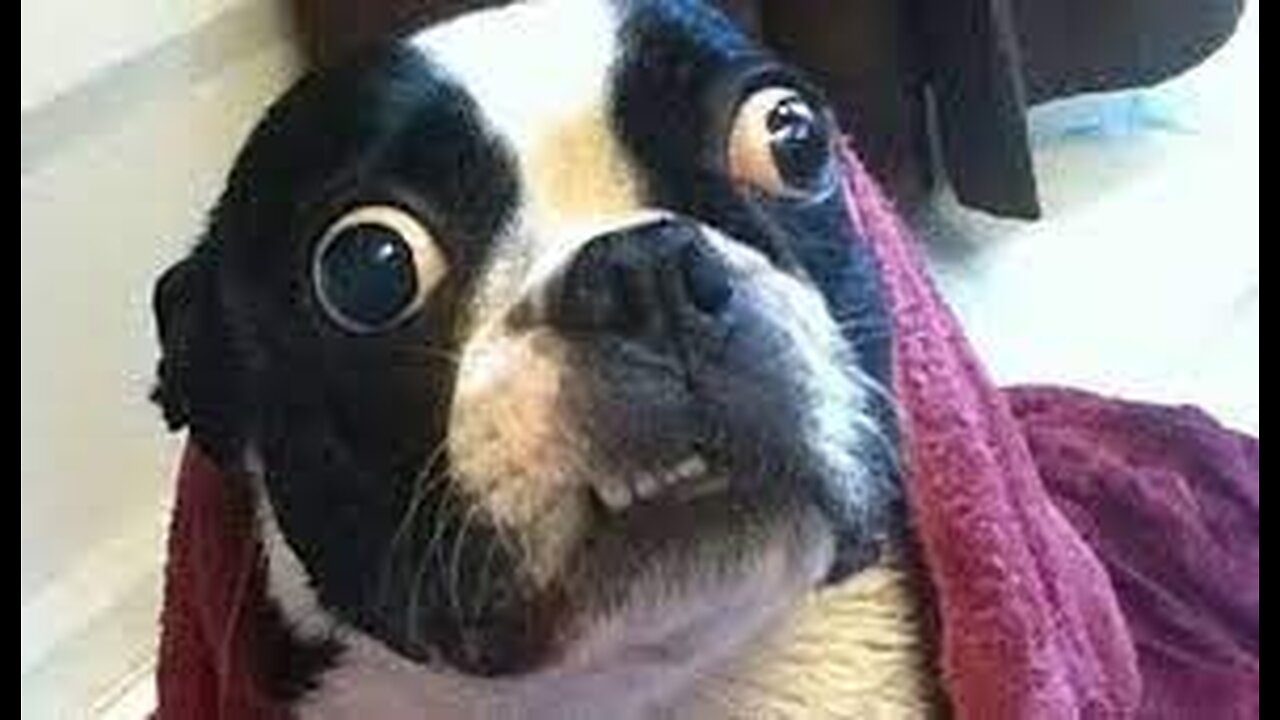 Funny Cat & Dog Moments