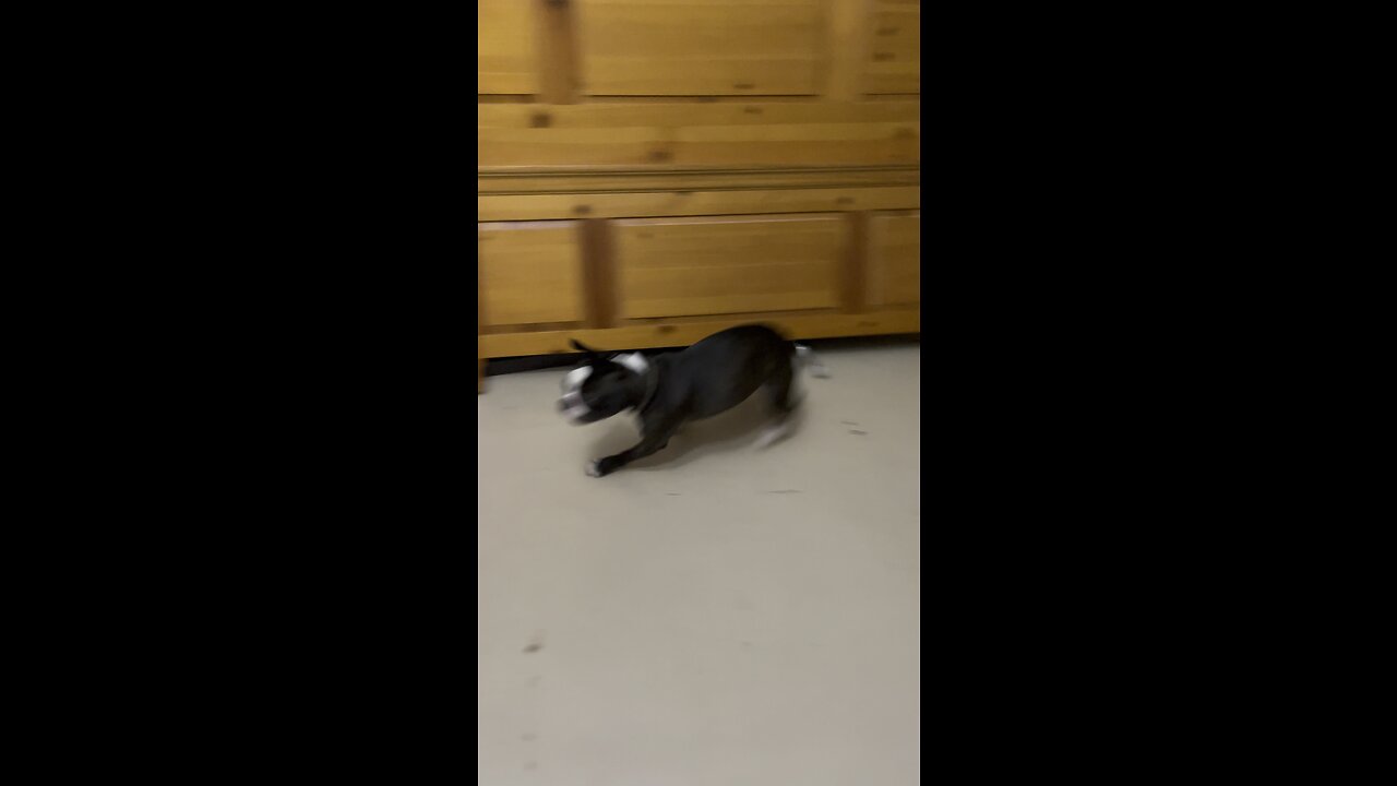 I’m Fast AF Boy! #Frenchton #FrenchBulldog #BostonTerrier #FYP #Puppy #4K #DolbyVisionHDR ￼