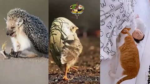 amazing animal videos around the world