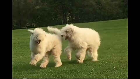 My 2 beast dogs playing around.