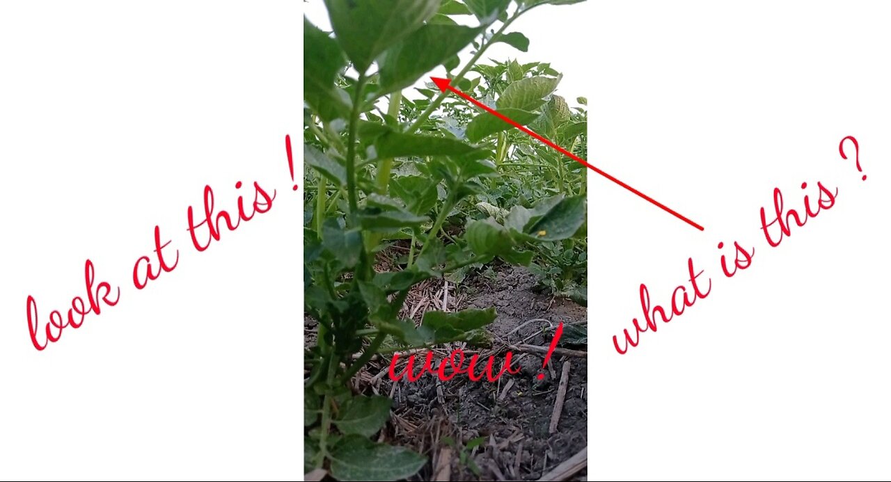 What is this ?