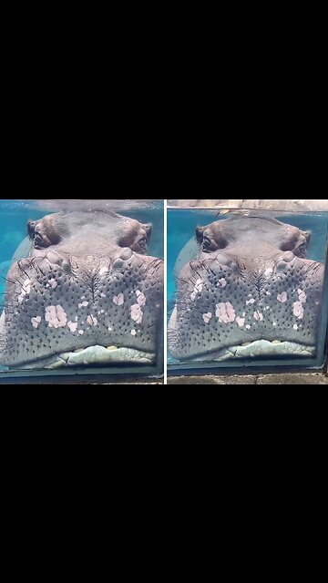 Funny hippo at zoo falls asleep against the glass