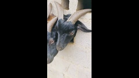 Goat stuck face in wall