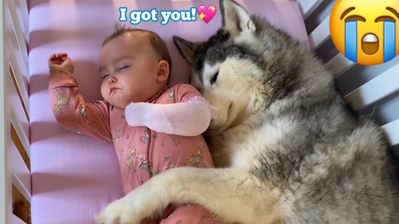 Cute Baby Playing With Dogs Compilation - Baby Pets Video