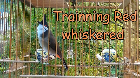 Trainning Red whiskered🤗🤗🤗