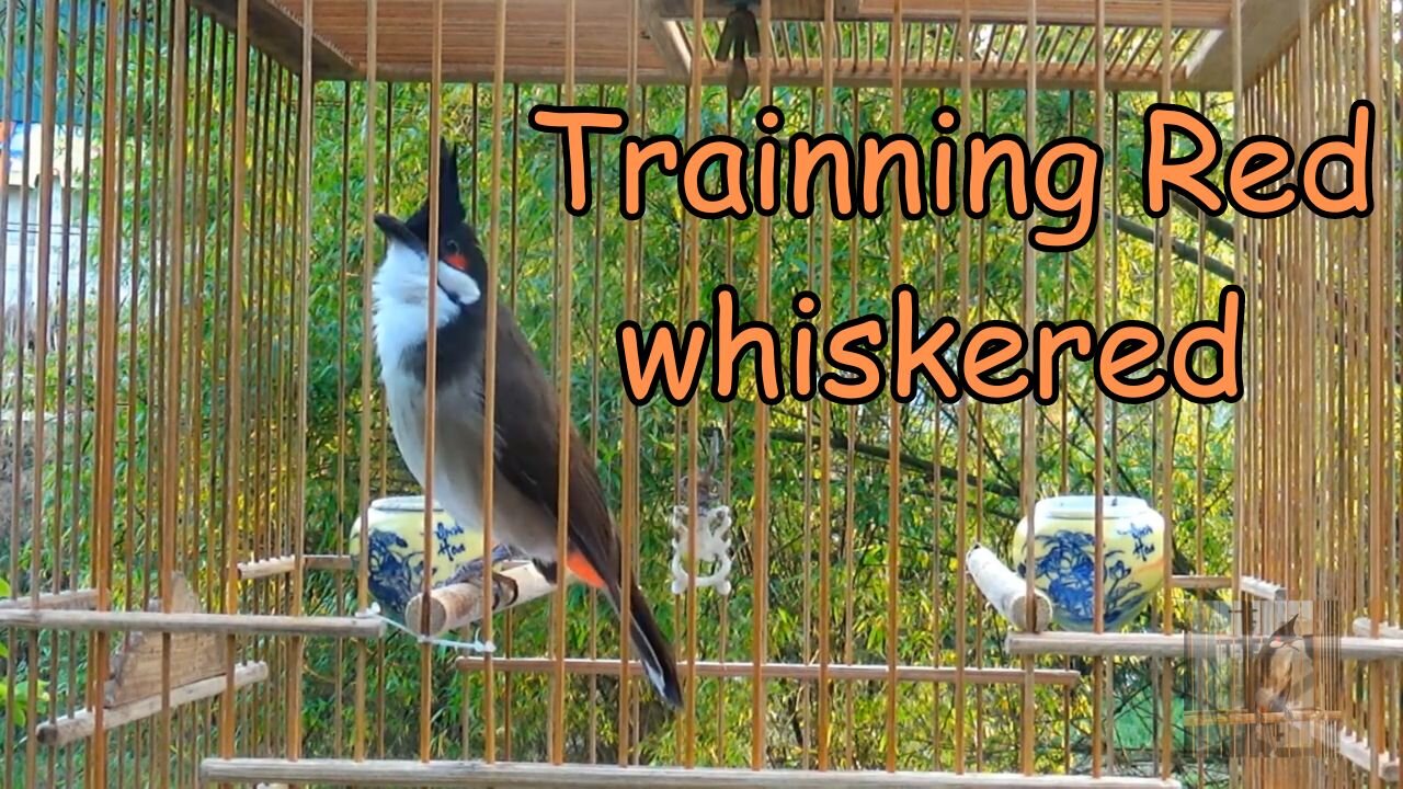 Trainning Red whiskered🤗🤗🤗