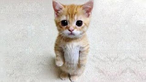 FUNNY CATS AND OTHER ANIMALS/ 17 MINUTES OF LAUGHTER/FUNNY ANIMALS 2021/BEST CAT FUNNY