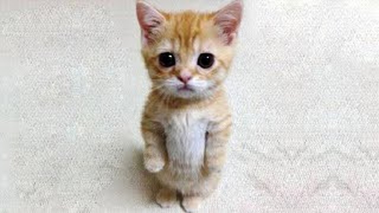 FUNNY CATS AND OTHER ANIMALS/ 17 MINUTES OF LAUGHTER/FUNNY ANIMALS 2021/BEST CAT FUNNY
