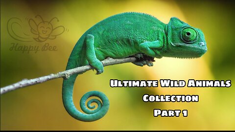 Ultimate Wild Animals Collection part 1