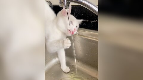 Cat drinking tap water