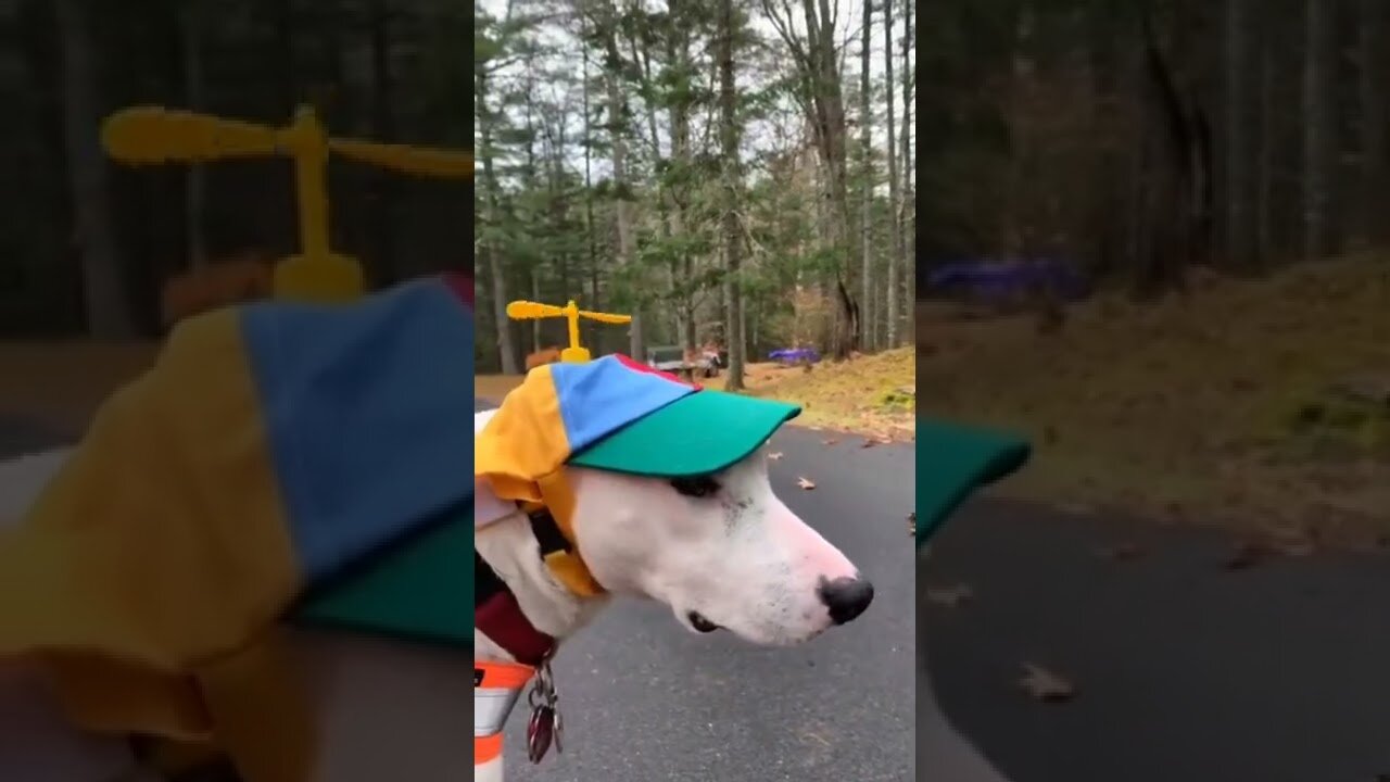 Try not to laugh 😂 funny animal