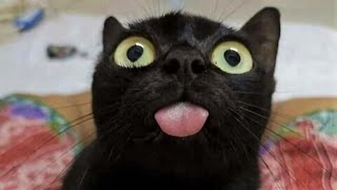 Funny animals - Funny cats / dogs - Funny animal