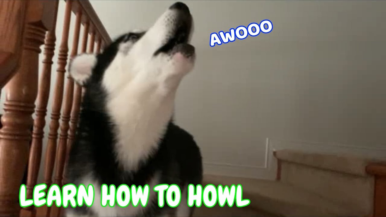 Adult huskies teach puppy how to howl properly