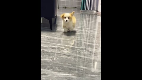 Who can resist such an adorable little short-legged corgi?