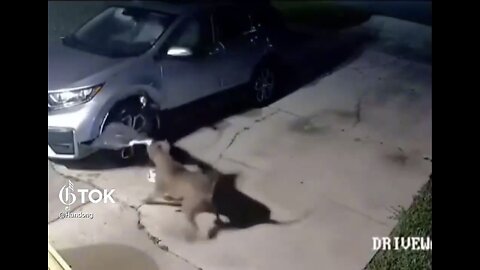 PITBULLS🐕🚙🐈🐕📸RIPS CAR APART ON PRIVATE DRIVEWAY🐈🚙