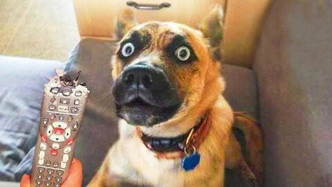 Funniest Animals Video - Funny Dogs And Cats - Try Not To Laugh Animals 2023