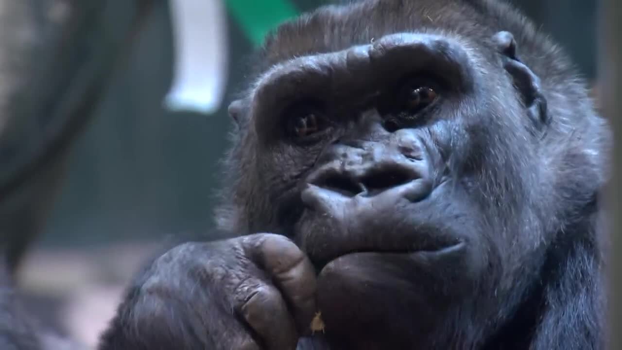 Omaha gorillas predict Super Bowl winner