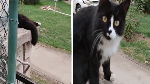 Funny cats videos
