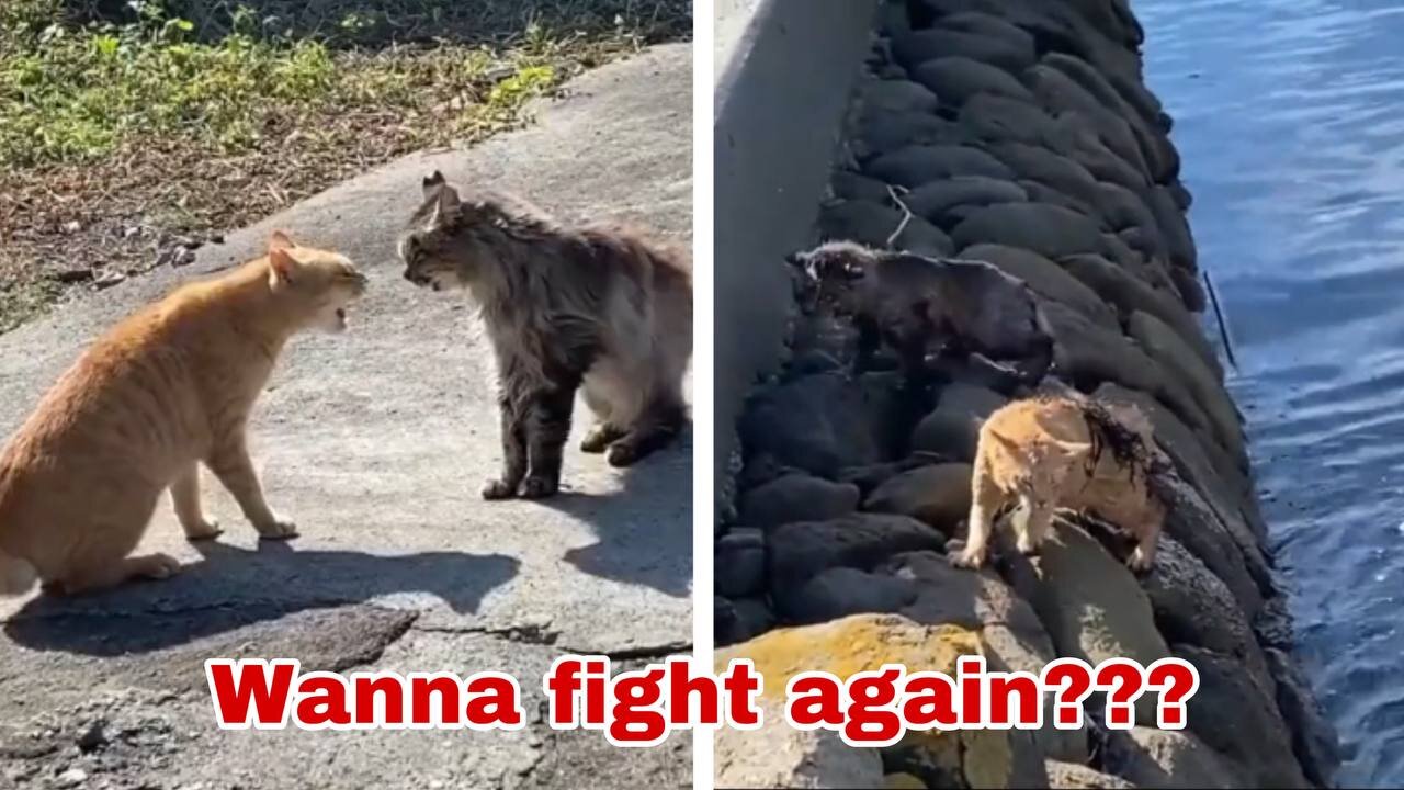 ohh no fighting anymore...