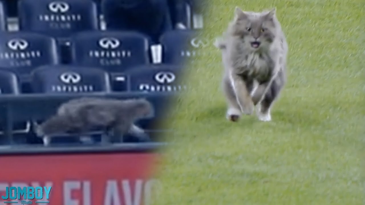 Cat on the field, a breakdown 😂😂