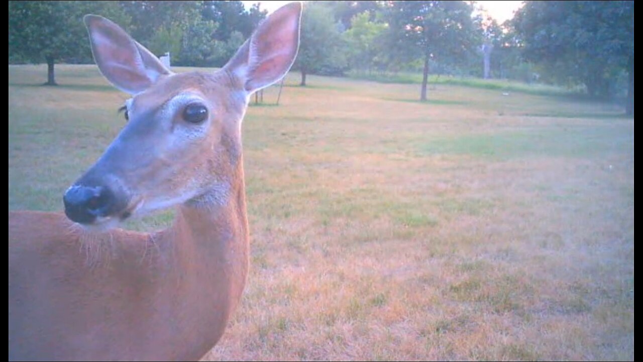 Deer Cams #031