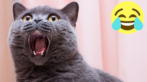 😼Cat supremacy. 😻 Adorable and Funny Cat and Kitten videos. 🐈