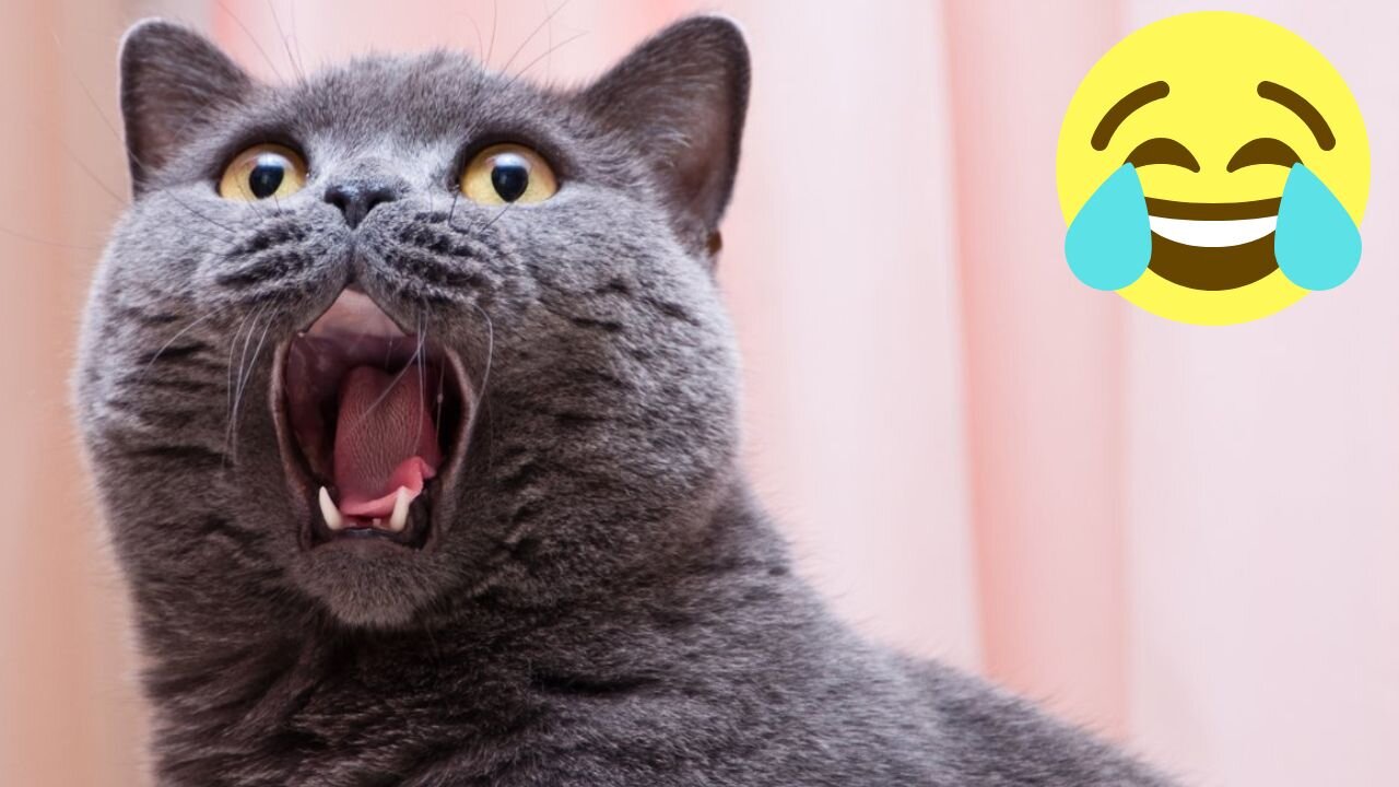 ๐ผCat supremacy. ๐ป Adorable and Funny Cat and Kitten videos. ๐