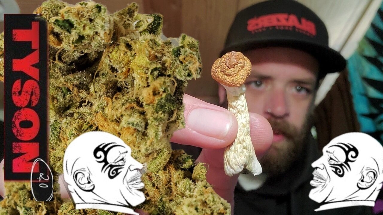 Mike Tysons Sonoran Toad strain review and eating mushrooms