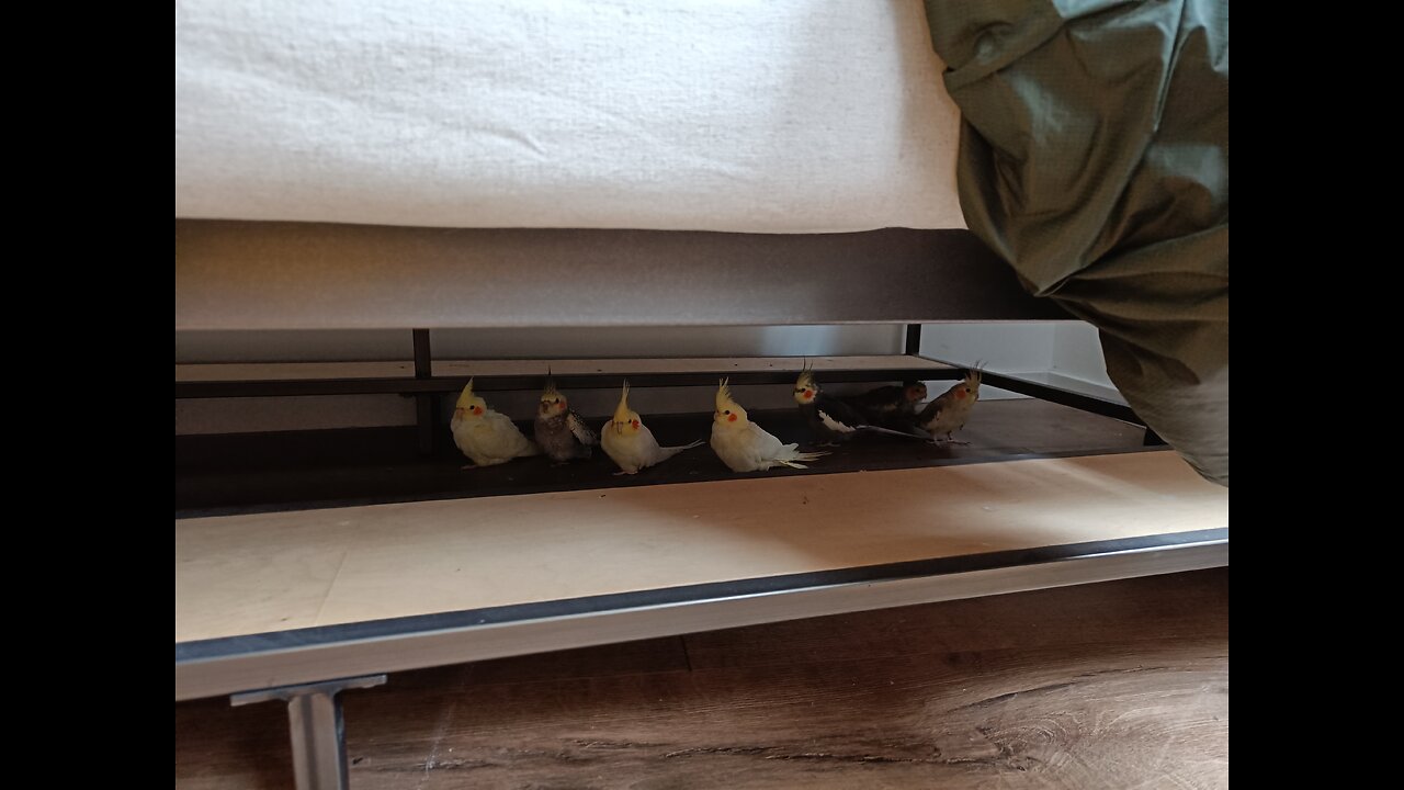 Cockatiels hiding under the sofa and foraging for millet