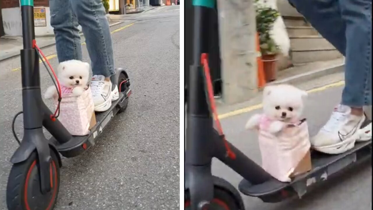 Cute Skating Doggy