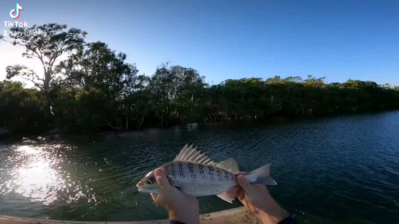 Nice grunter caught under the pontoon