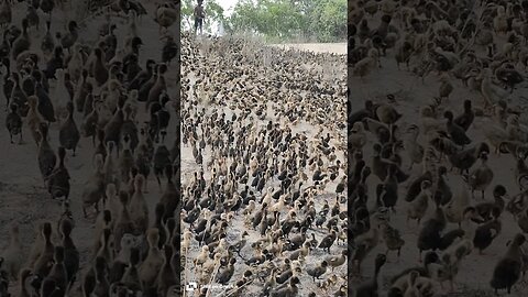 Beautiful ducklings walk