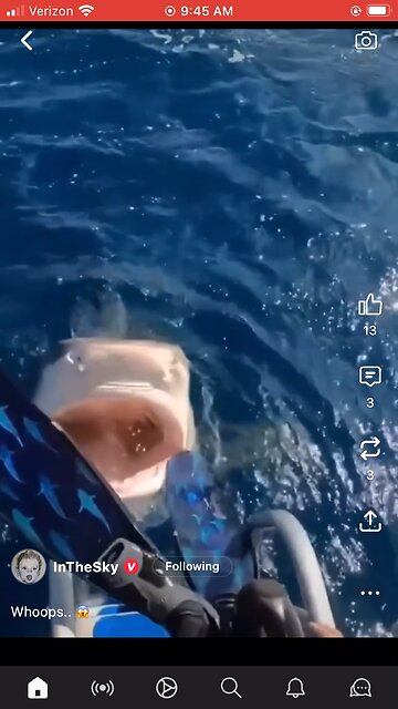 Never jump in head first. Tiger shark