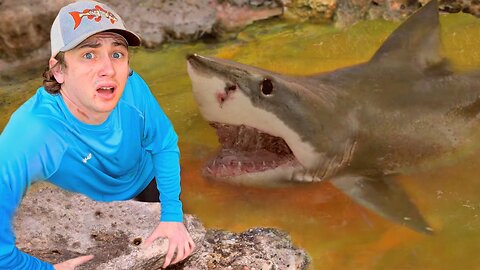 Found a Pond Infested with Sharks!