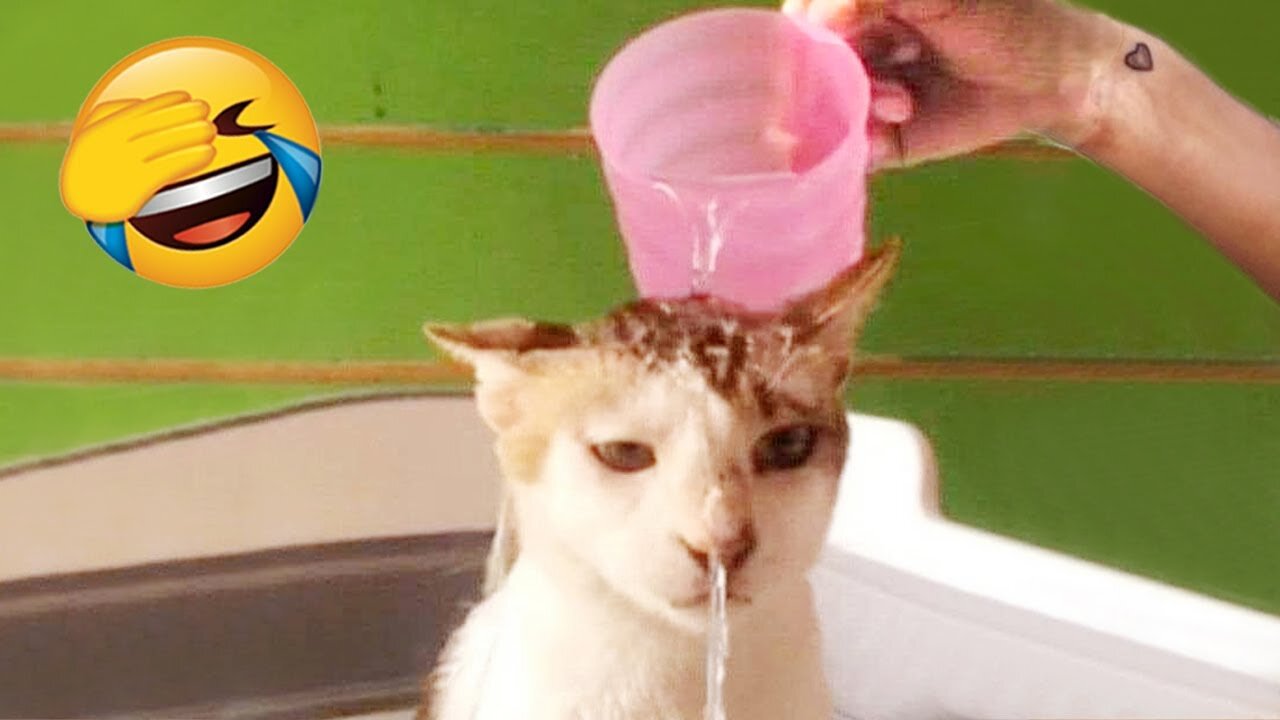 Funny animals - Funny cats/dogs - Funny animal videos