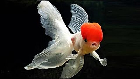 10 most beautiful types of goldfish in the world