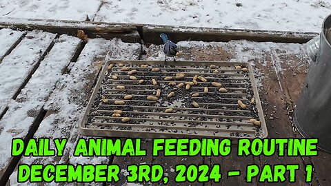 Daily Animal Feeding Routine: December 3rd, 2024 - Part 1