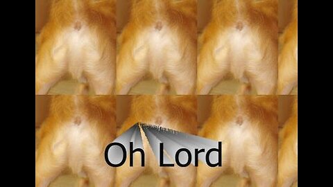 Jesus aparece até em cool de cachorro!